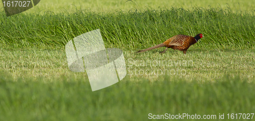 Image of A pheasant in a field