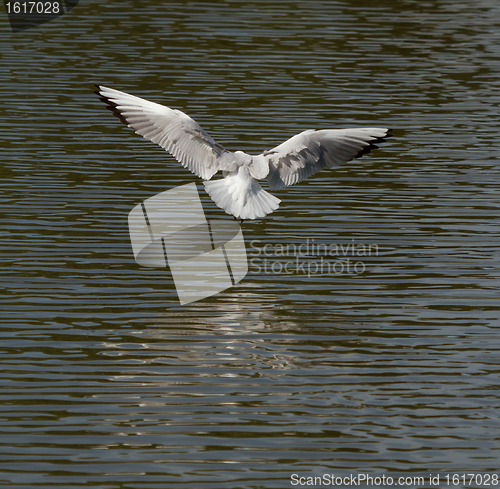 Image of A seagull is flying