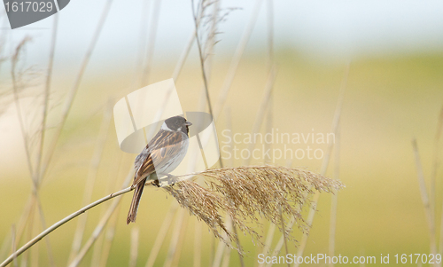 Image of A sedge warbler