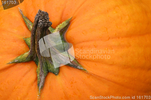 Image of Pumpkin Background