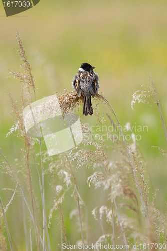 Image of A sedge warbler