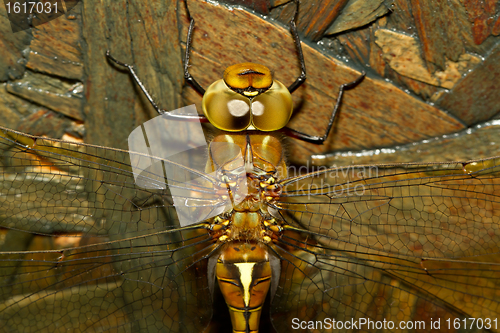 Image of A close-up of a dragonfly