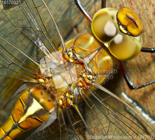 Image of A close-up of a dragonfly