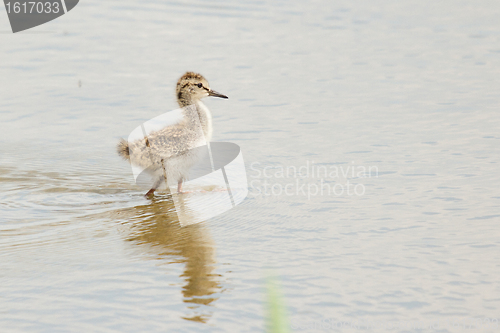 Image of A young common redshank