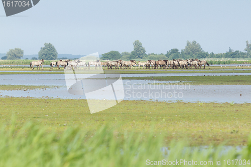 Image of A group of Konik horses