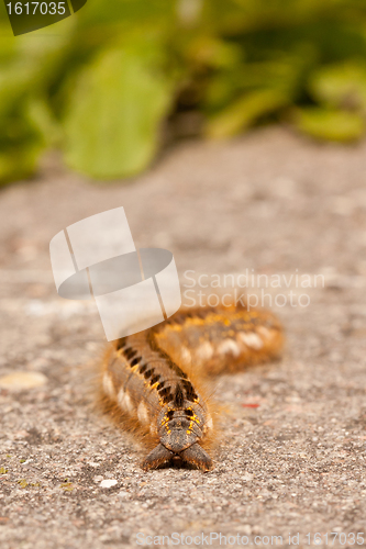 Image of A caterpillar