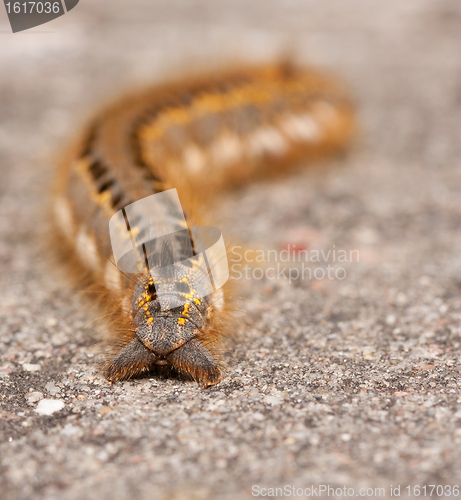 Image of A caterpillar 