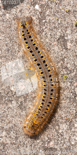 Image of A caterpillar 