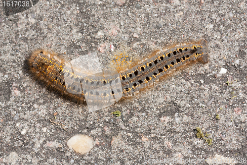 Image of A caterpillar 