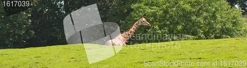 Image of A giraffe in a dutch zoo 