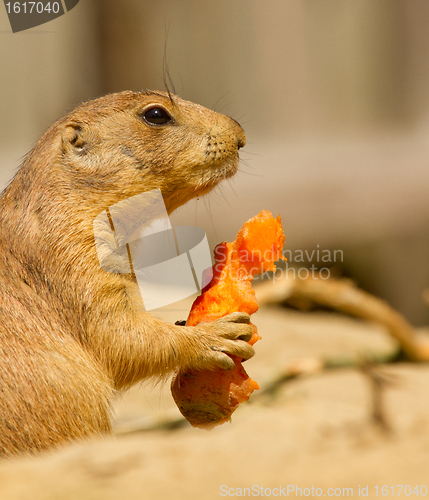 Image of A prairie dog is eating