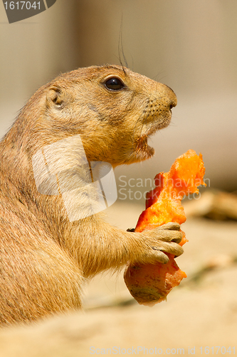 Image of A prairie dog is eating