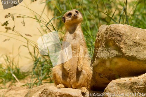 Image of A suricata on the watch