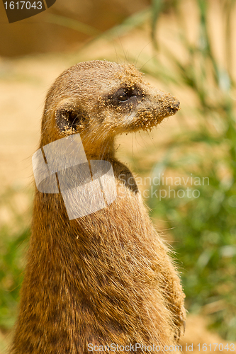 Image of A suricata on the watch 