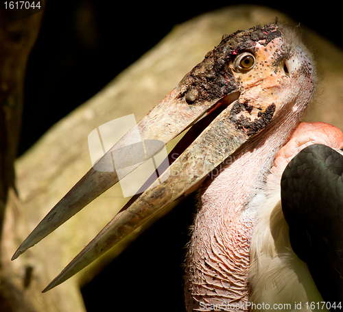Image of A close-up of an marabu 