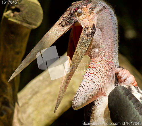 Image of A close-up of an marabu 