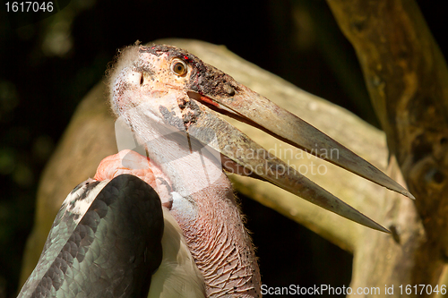 Image of A close-up of an marabu 