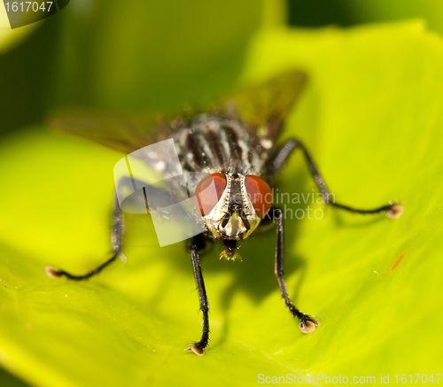 Image of A housefly