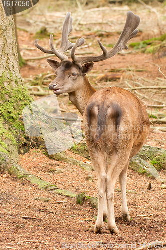 Image of A red deer in the woods