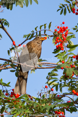 Image of A blackbird is eating