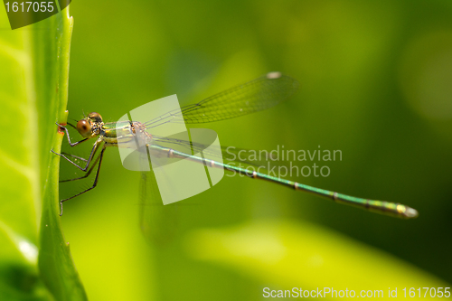 Image of A dragonfly on a leaf