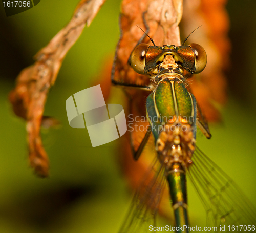 Image of A dragonfly on a leaf