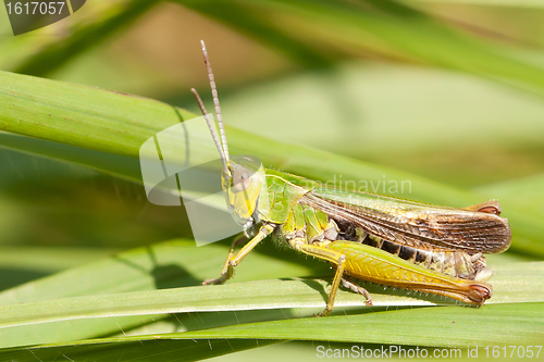Image of A grasshopper on the grass