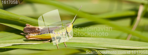 Image of A grasshopper on the grass