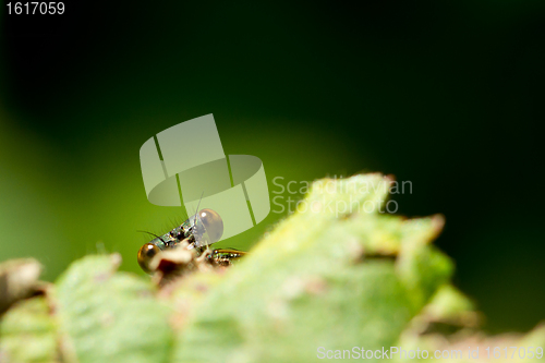 Image of A dragonfly on a leaf