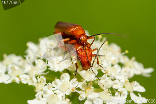 Image of Beetle Rhagonycha fulva