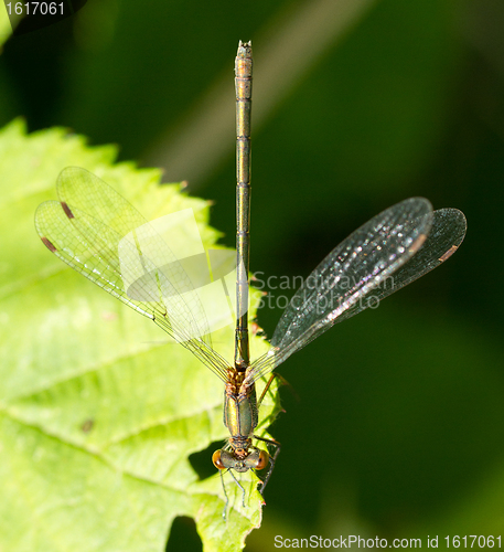 Image of A dragonfly on a leaf