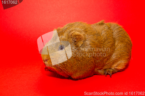 Image of A guinea pig 