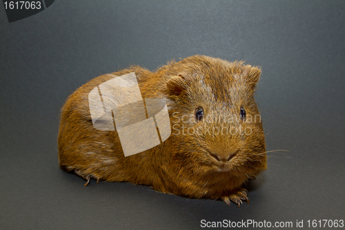 Image of A guinea pig 