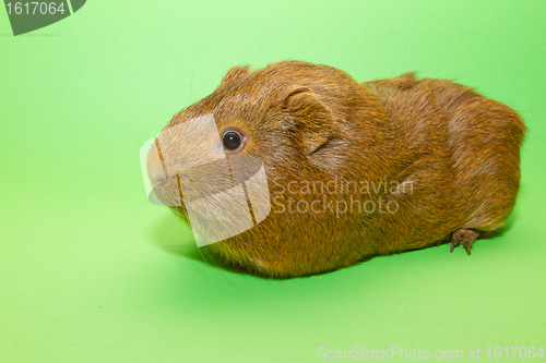 Image of A guinea pig 