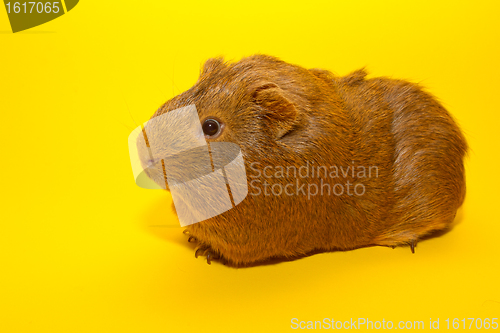 Image of A guinea pig 