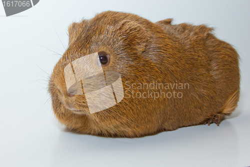 Image of A guinea pig 