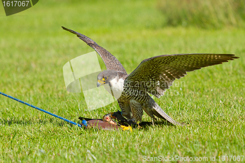 Image of A falcon in captivity