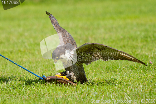 Image of A falcon in captivity