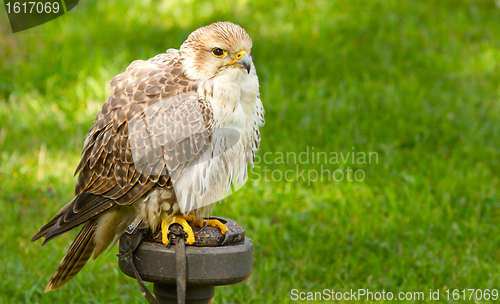 Image of A falcon in captivity