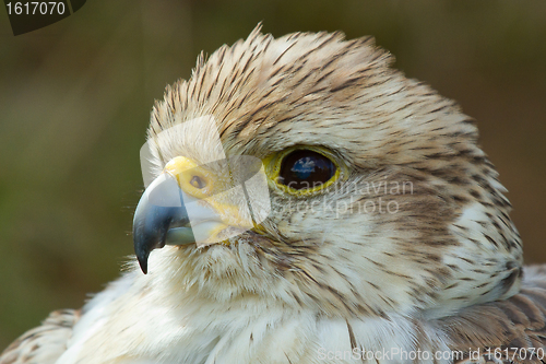 Image of A close-up of a falcon