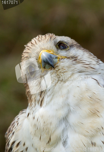 Image of A close-up of a falcon