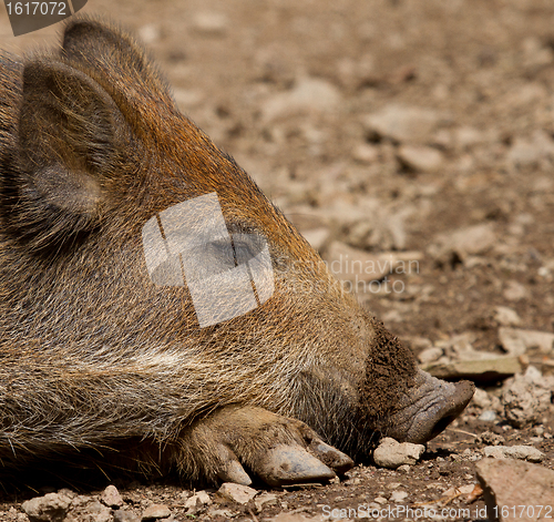 Image of A wild boar is resting