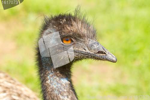 Image of A close-up of an emu 