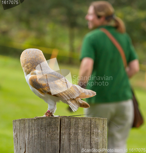 Image of An owl in captivity