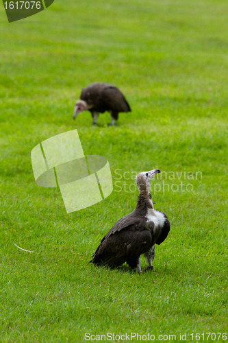 Image of Two hooded vultures