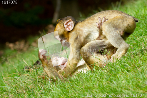 Image of Two young monkey fighting 