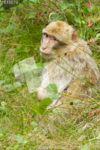 Image of A monkey is searching