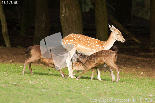 Image of A fallow-deer is feeding