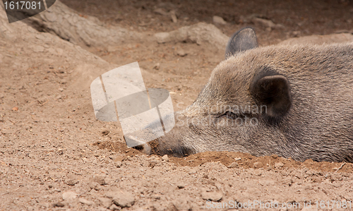 Image of A wild boar is resting