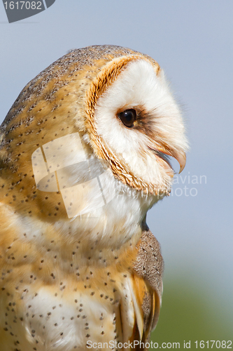 Image of A sitting owl